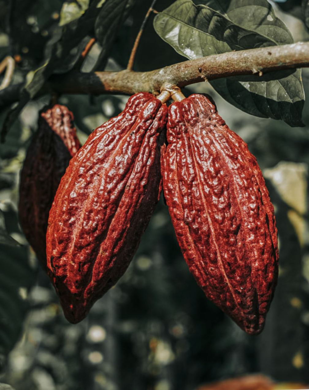 Two cacao pods hanging from a branch