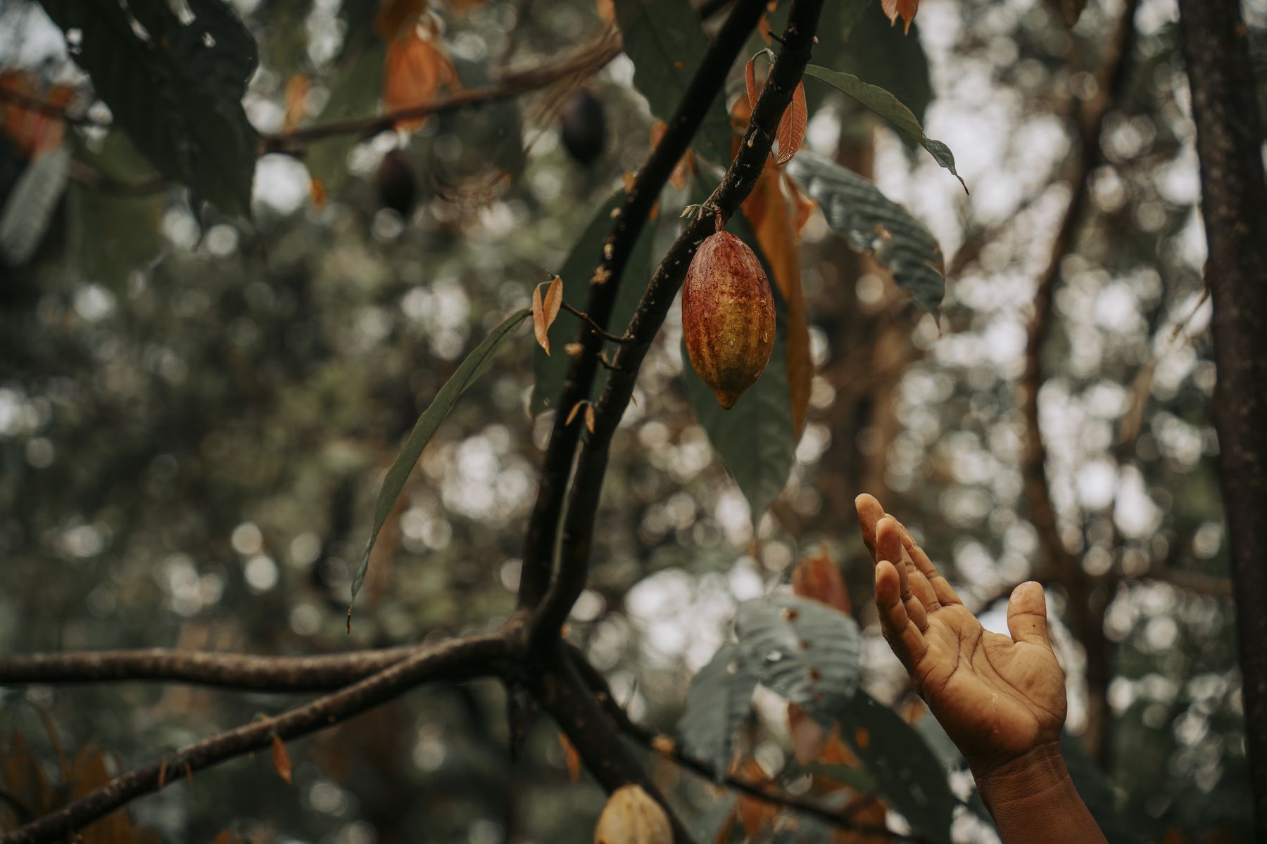 A farmer's hand reaching for a ripe cacao pod on the tree